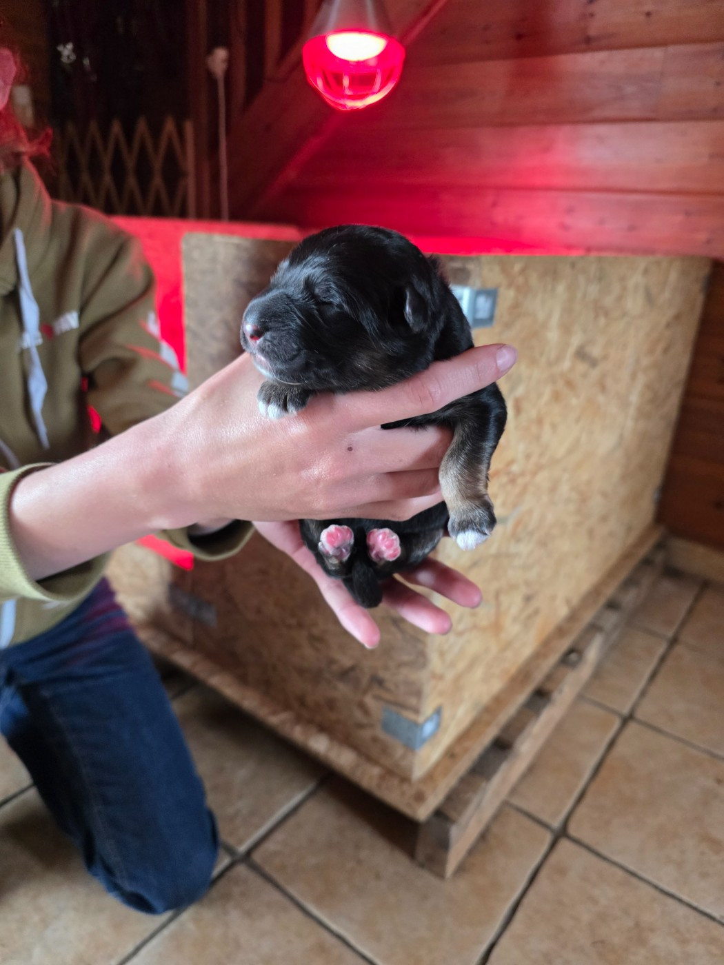 Des Contes De L'Espoir - Chiots disponibles - Berger Allemand Poil Long