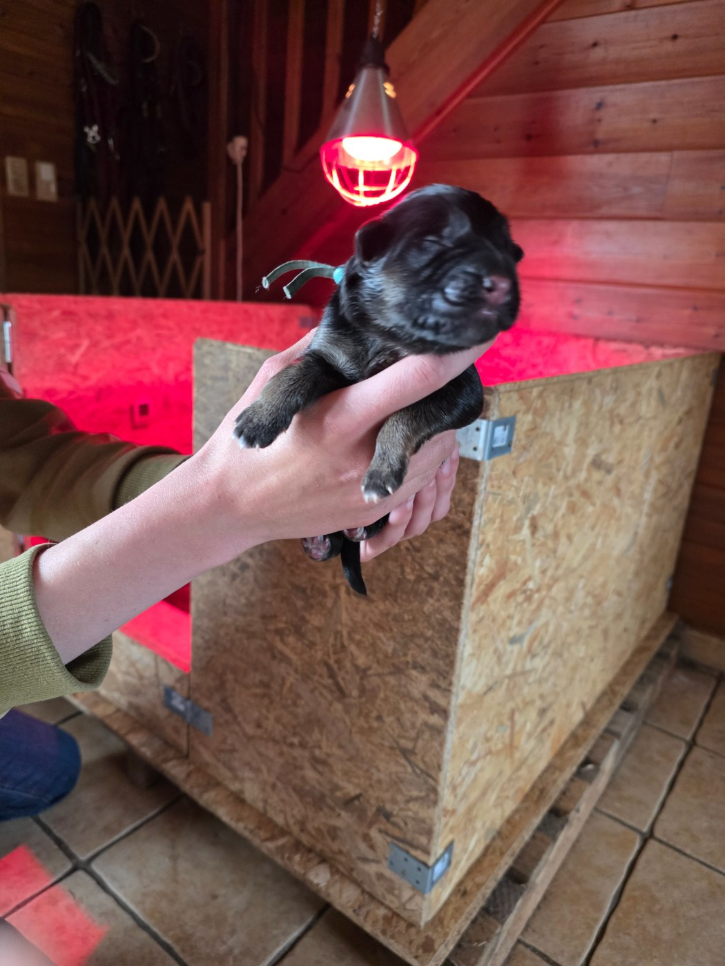 Des Contes De L'Espoir - Chiots disponibles - Berger Allemand Poil Long