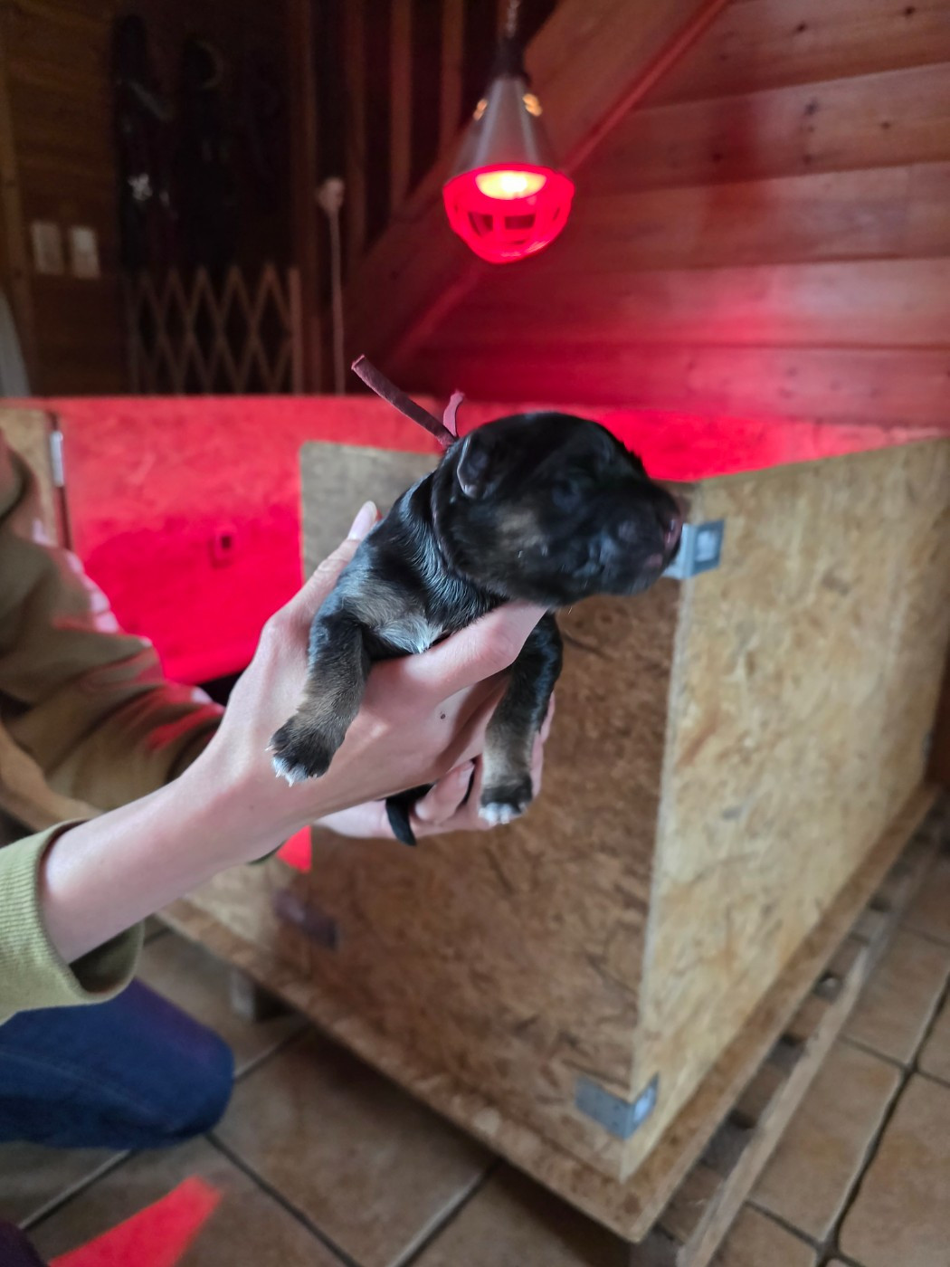 Des Contes De L'Espoir - Chiots disponibles - Berger Allemand Poil Long