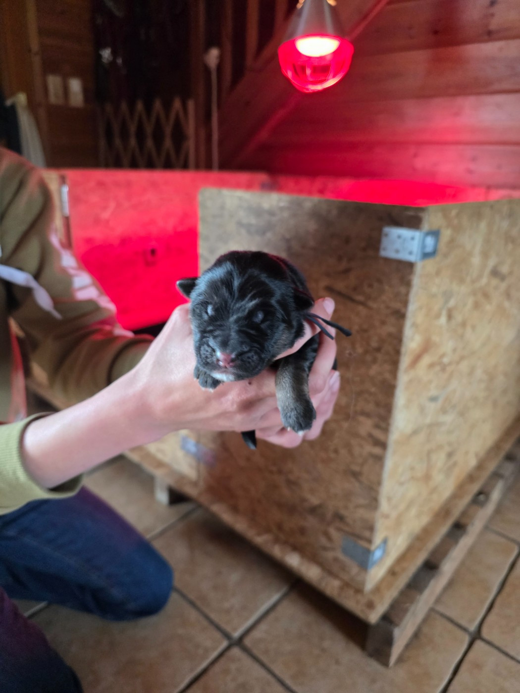 Des Contes De L'Espoir - Chiots disponibles - Berger Allemand Poil Long