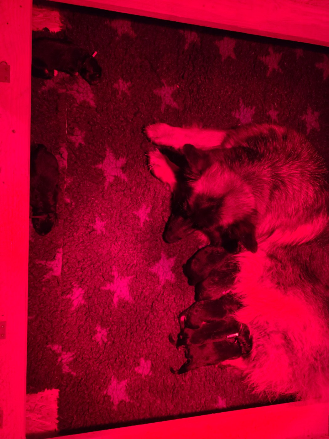Chiot Berger Allemand Poil Long Des Contes De L'Espoir