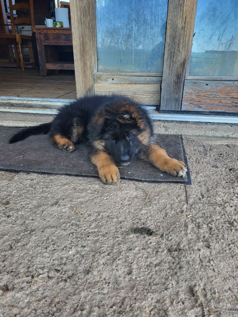 Des Contes De L'Espoir - Chiots disponibles - Berger Allemand Poil Long